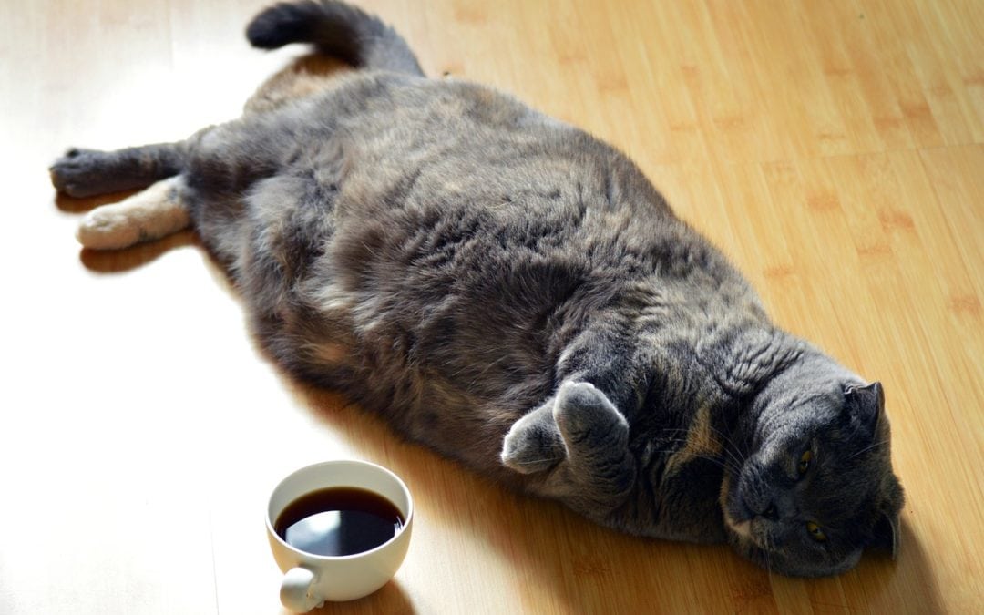Overweight Cats…a Growing Problem