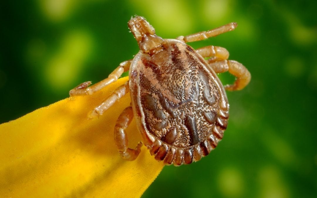 Fun Facts About Ticks!