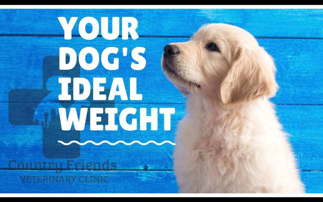 Tell Me About: My Dog’s Ideal Weight